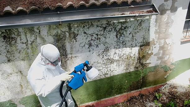 Trusted Mold Removal service in Loveland, CO - Cheap Mold Removal